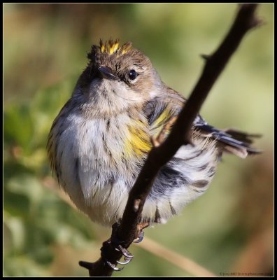 yellow-rumped warbler