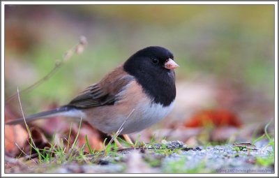 Dark-eyed Junco