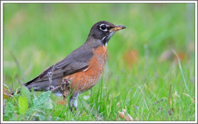 american robin