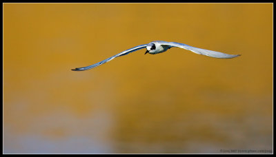 Forster's Tern