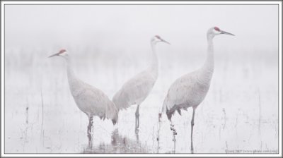 Sandhill cranes