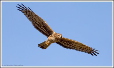 Northern Harrier (female)