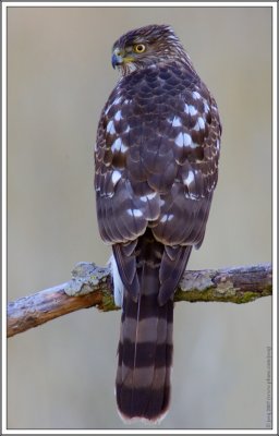 Cooper's Hawk