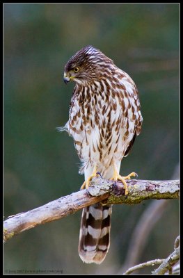 Cooper's Hawk