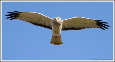 Northern Harrier (male)