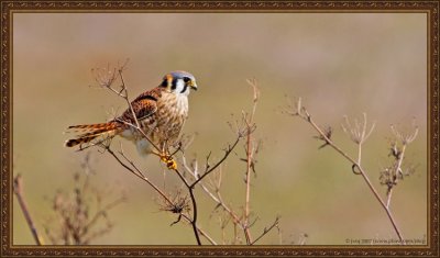 American Kestrel