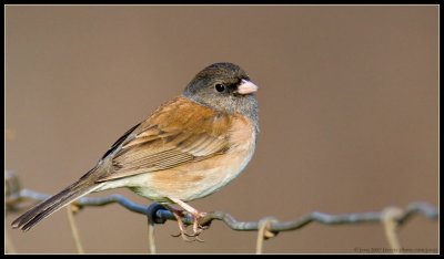 Dark-eyed Junco