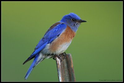 Western Bluebird (male)