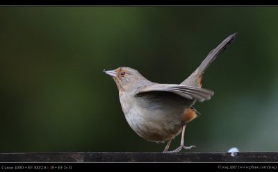 California Towhee