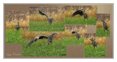 Heron getting a catch.jpg