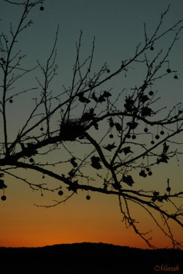Nest at Sunset