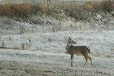 Frosty Doe ... c-c-c-c-cold