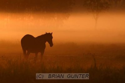 Brumby (wild horse)