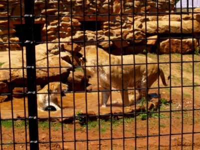 Safari 2007