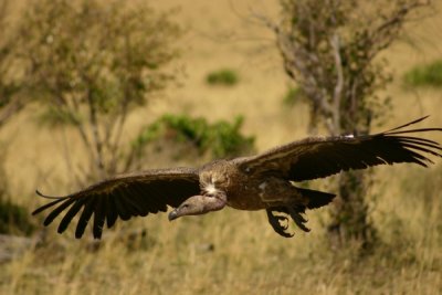 Vulture, Masai Mara, Kenya