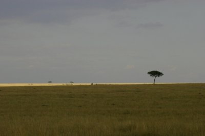 Masai Mara national park, Kenya