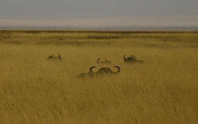 Buffalo hiding, Ngorongoro, Tanzania
