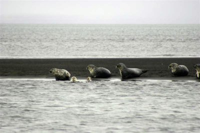 Seals at Ósar (northern Iceland)