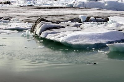 A seal swimming in Jökulsárlón