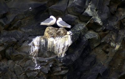 Seagulls on Vík cliff