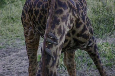 Masai Mara - Giraffe and cleaners