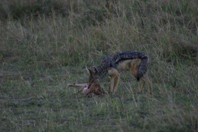 Masai Mara - jackall and prey