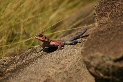 Masai Mara - lizard