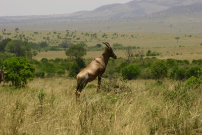 Masai Mara - springbok (?)