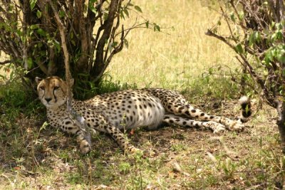 Masai Mara - (pregnant?) cheetah