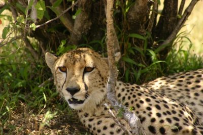 Masai Mara - cheetah