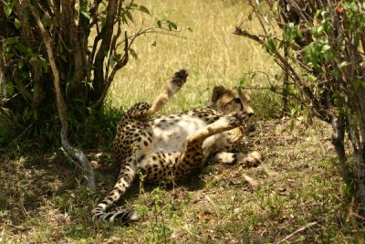 Masai Mara - (pregnant?) cheetah