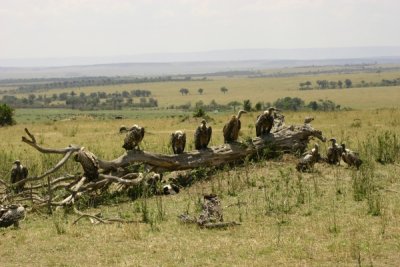 Masai Mara - vulture board meeting