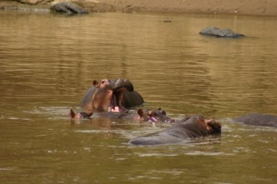 Masai Mara - hippos