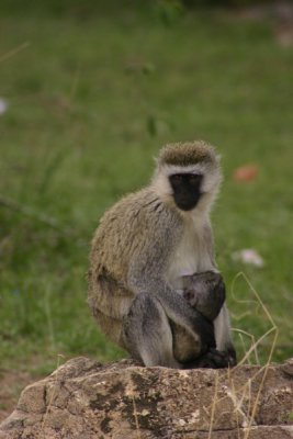Masai Mara - monkey mom and child