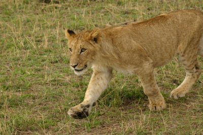 Masai Mara - lion cub