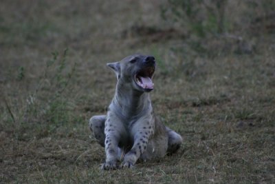 Masai Mara - hyena