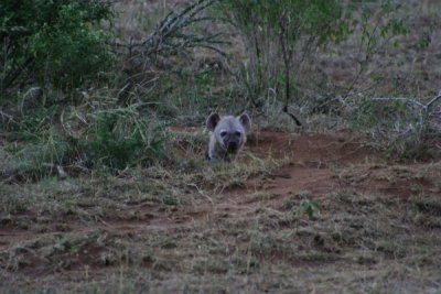 Masai Mara - never thought I'd find a hyena cute!