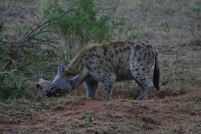 Masai Mara - motherly hyena love