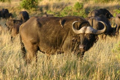 Masai Mara - buffalo and cleaner