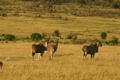 Masai Mara - the rather rare eland