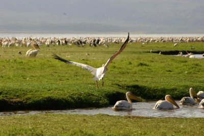 Lake Nakuru - pelicans