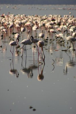 Lake Nakuru - thousands of flamingos (nice and smelly)