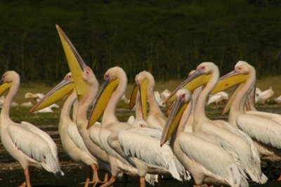 Lake Nakuru - pelicans