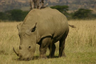 Lake Nakuru - white rhino