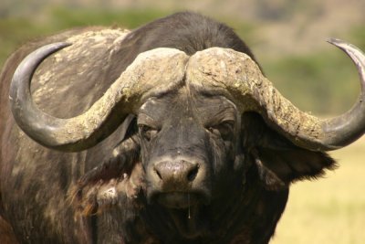 Lake Nakuru - buffalo needs a hanky