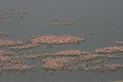 Lake Nakuru - thousands of flamingos