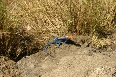 Lake Nakuru - lizard