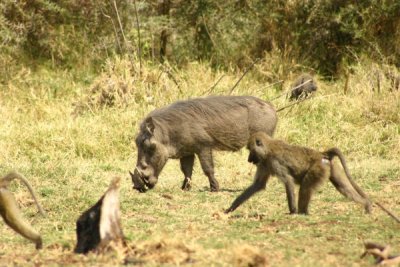 Lake Manyara - warthog and baboon