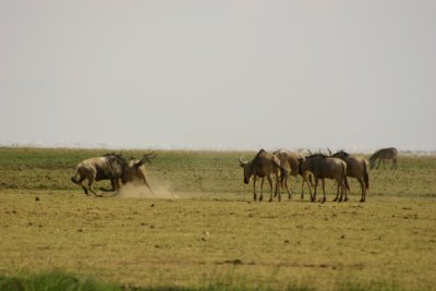 Whot you guys doin'?, Lake Manyara, Tanzania