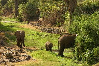 Lake Manyara - elephants